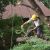 Edgewater Tree Removal by Evening Shade Tree Surgeons LLC